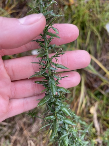 Image of Genista germanica by (c) Maryna Burlaka, some rights reserved (CC BY)