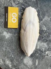 Common Cuttlefish