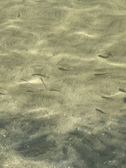 Trachinotus falcatus