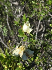 Lindleya mespiloides