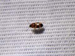Poecilocrypticus formicophilus