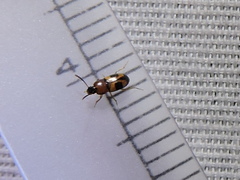 Poecilocrypticus formicophilus