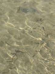 Trachinotus falcatus