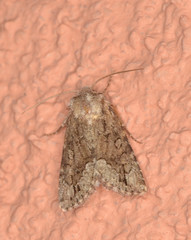 Acronicta brumosa