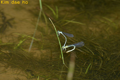 Coenagrion lanceolatum