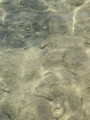 Trachinotus falcatus