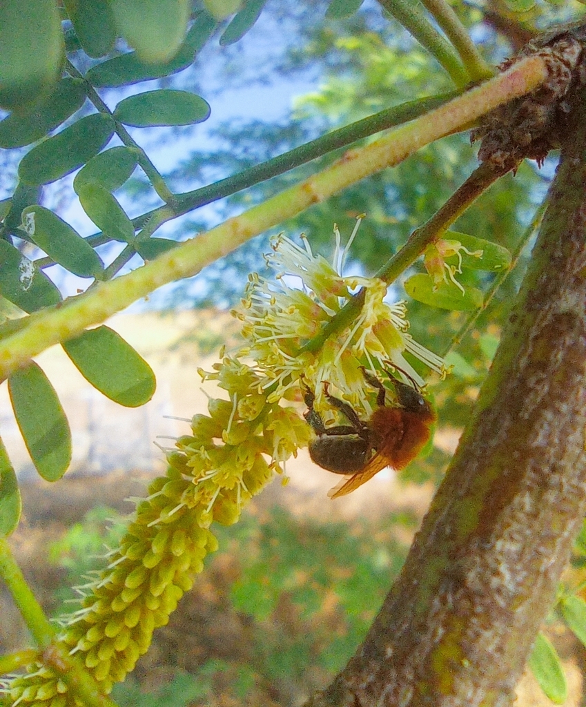 Melipona subnitida