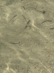 Trachinotus falcatus