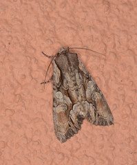 Apamea unita