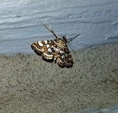 Elophila ekthlipsis