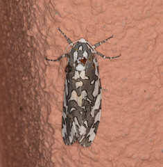 Arachnis zuni