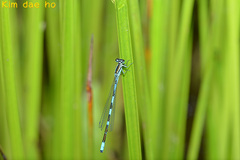 Coenagrion lanceolatum