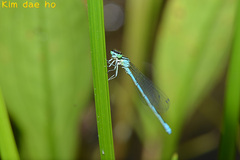 Coenagrion lanceolatum