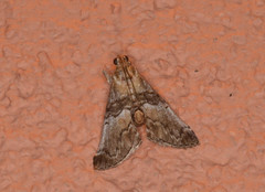 Toripalpus trabalis