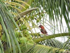 Pseudeos cardinalis