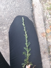 Artemisia campestris