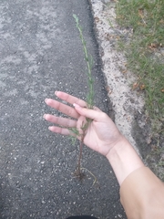 Artemisia campestris
