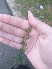Artemisia campestris