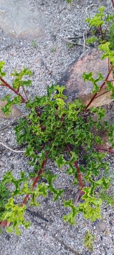 Image of Pelargonium englerianum by (c) Danie Palm, some rights reserved (CC BY)