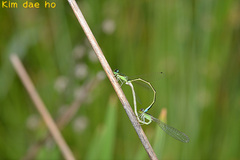 Ischnura asiatica