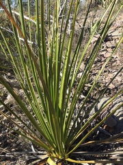 Nolina cespitifera