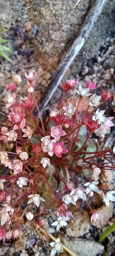 Crassula dentata