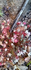 Crassula dentata