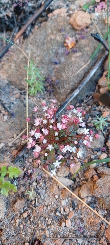 Crassula dentata