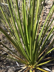 Nolina cespitifera
