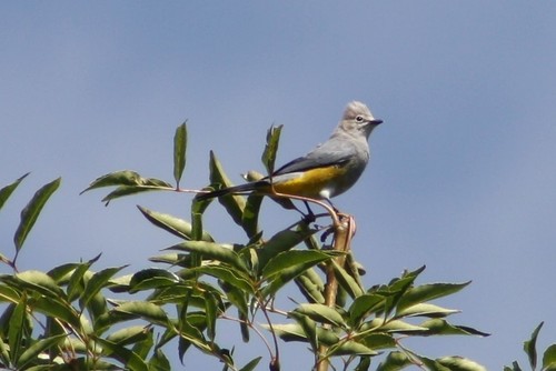 Ptiliogonys cinereus pallescens