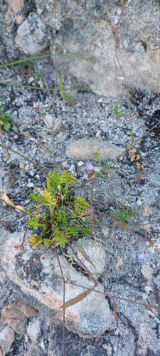 Dumping Sunspurge (Heliophila concatenata)