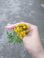 Tanacetum vulgare