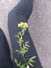 Tanacetum vulgare