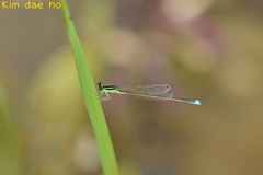 Ischnura asiatica