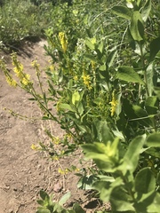 Melilotus officinalis