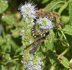 Myzinum quinquecinctum