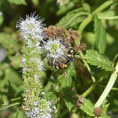 Myzinum quinquecinctum