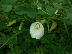 Clitoria ternatea albiflora
