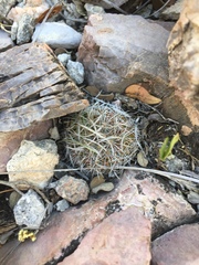 Echinofossulocactus lloydii