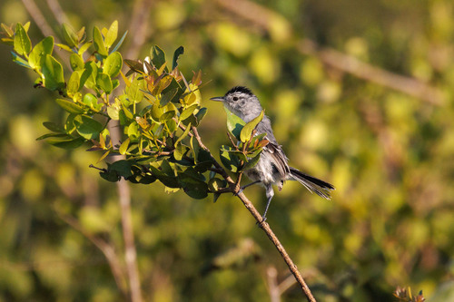 Caatinga Antwren (Radinopsyche sellowi), photo 4