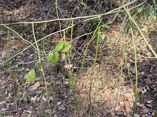 Rosa multiflora