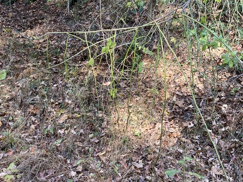 Rosa multiflora