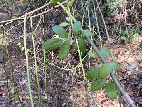 Rosa multiflora