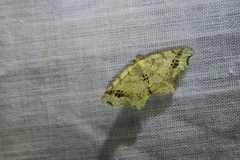 Macaria notata