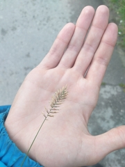 Agropyron cristatum