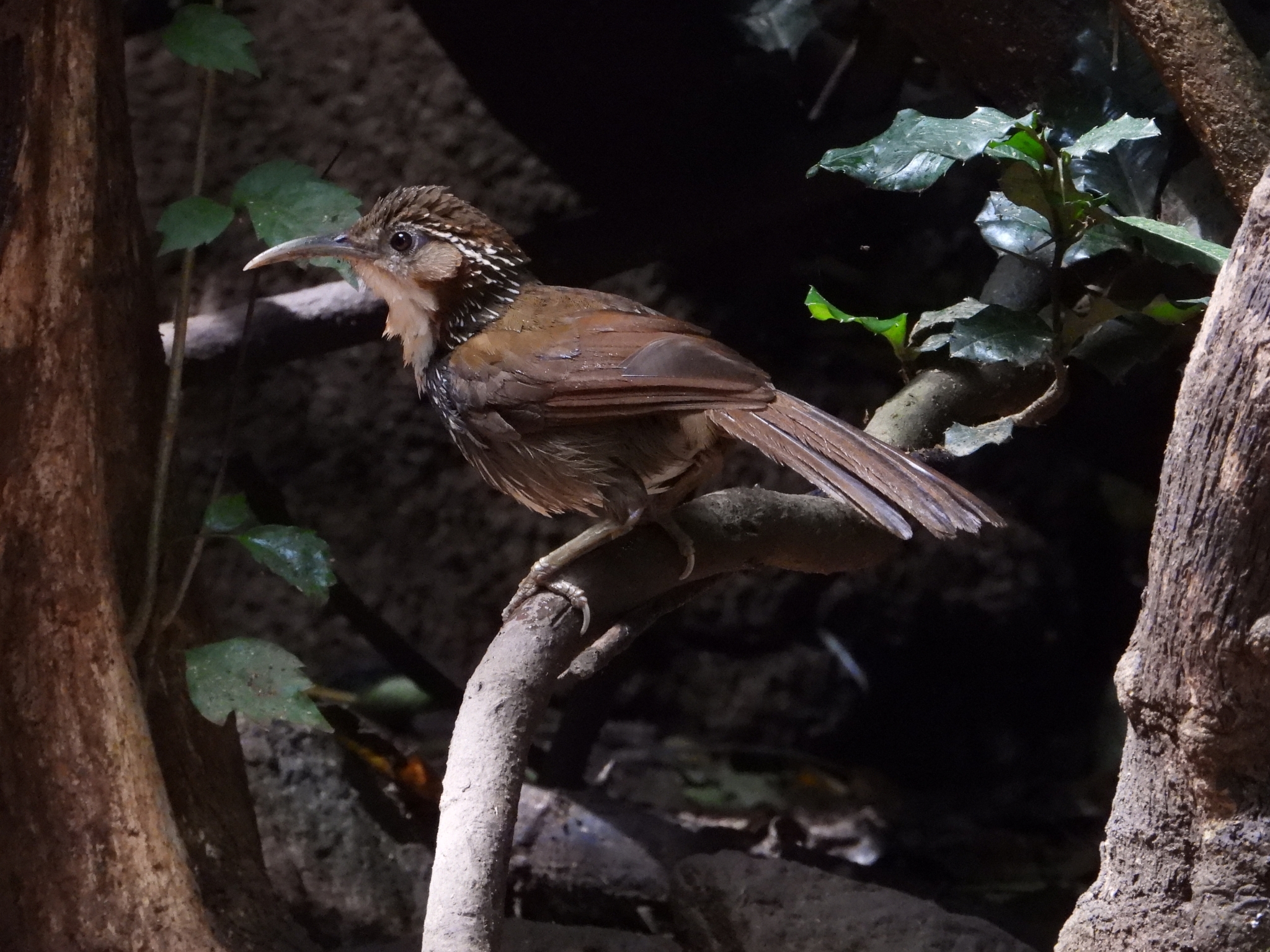 Large Scimitar Babbler