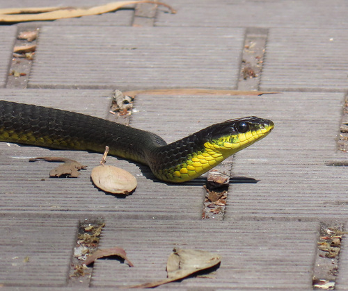 Common Tree Snake sighting
