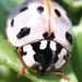 Fifteen-spotted Lady Beetle - Photo (c) Séraphin Poudrier, some rights reserved (CC BY-NC), uploaded by Séraphin Poudrier