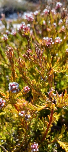Image of Spatalla confusa by (c) Danie Palm, some rights reserved (CC BY)