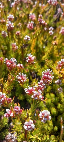 Image of Spatalla confusa by (c) Danie Palm, some rights reserved (CC BY)